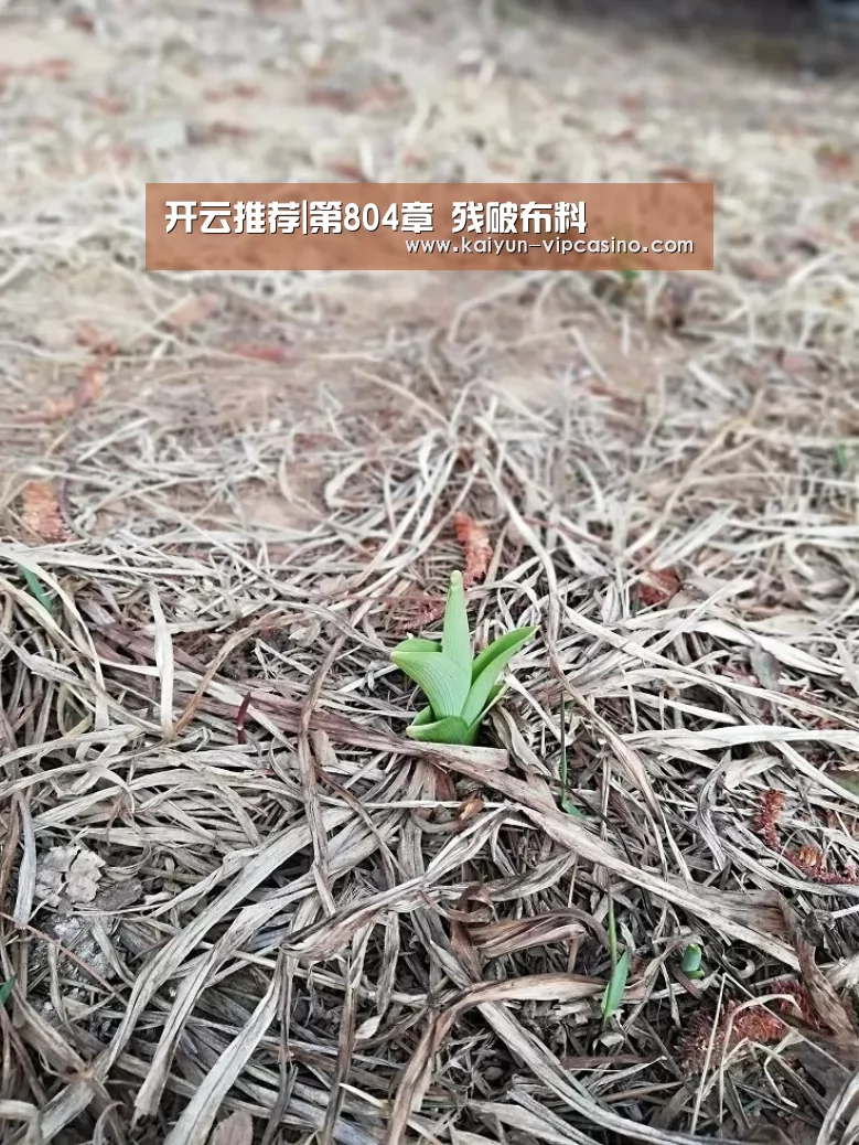 开云推荐|第804章 残破布料(图1) 开云网站
